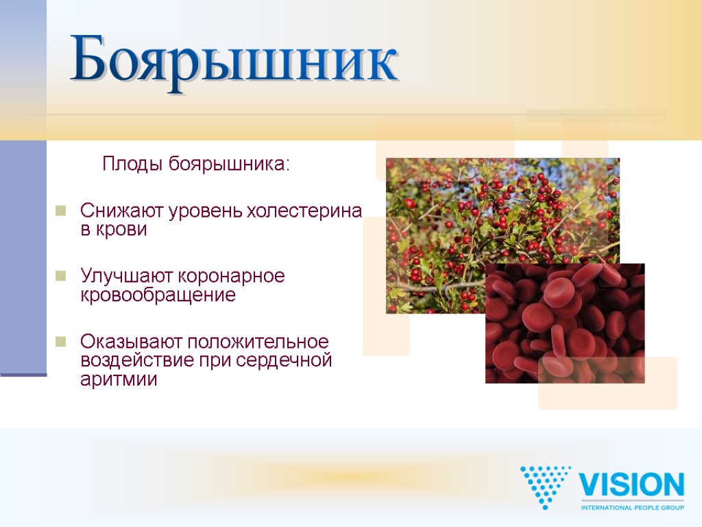 Боярышник Плоды боярышника: Снижают уровень холестерина в крови Улучшают коронарное кровообращение Оказывают положительное воздействие